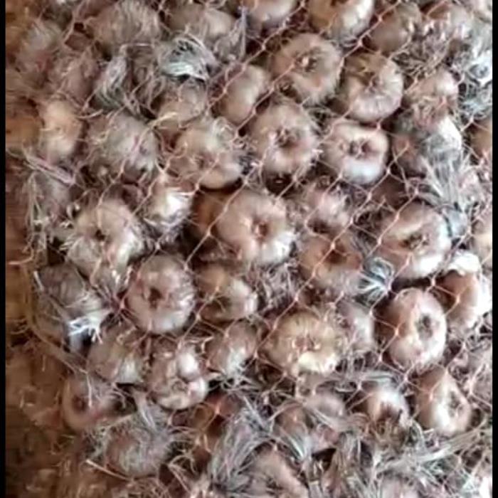 پیاز زعفران