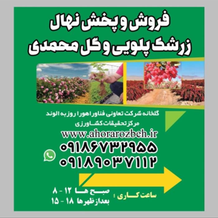 نهال زرشک پلویی و گل محمدی