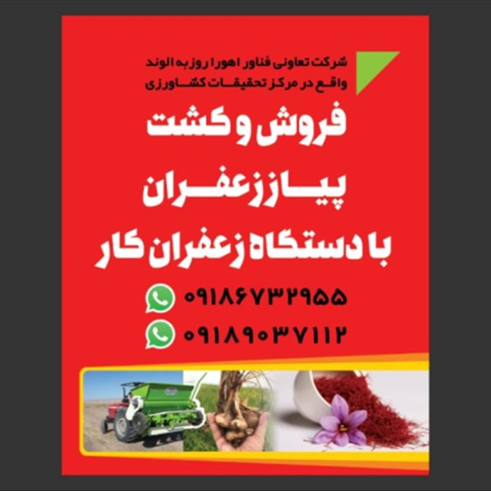 فروش پیاز زعفران