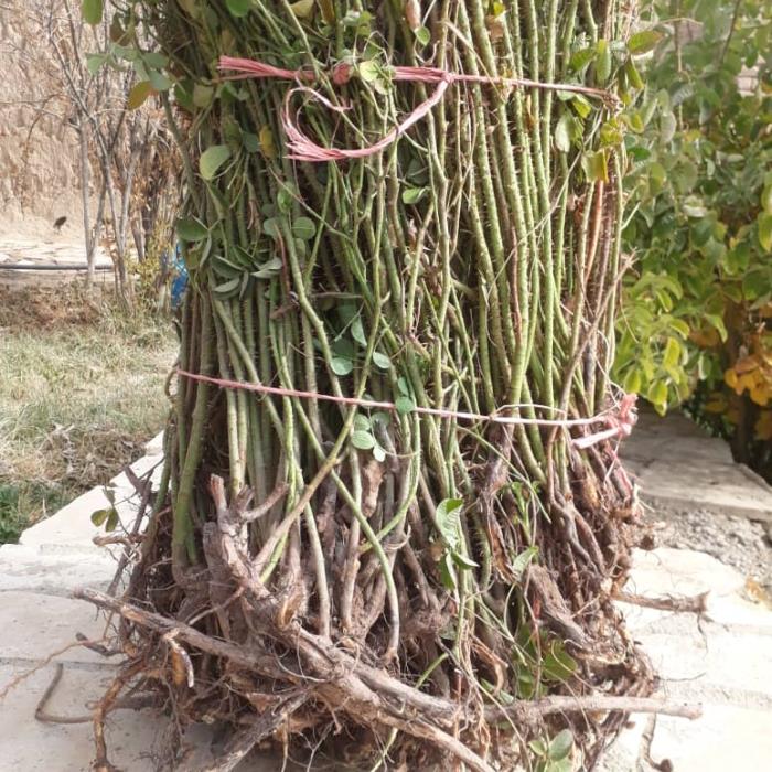نهال گل محمدی سه ساله